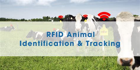 rfid animal tagging system|animal identification and tracking.